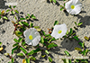 Ipomoea imperati